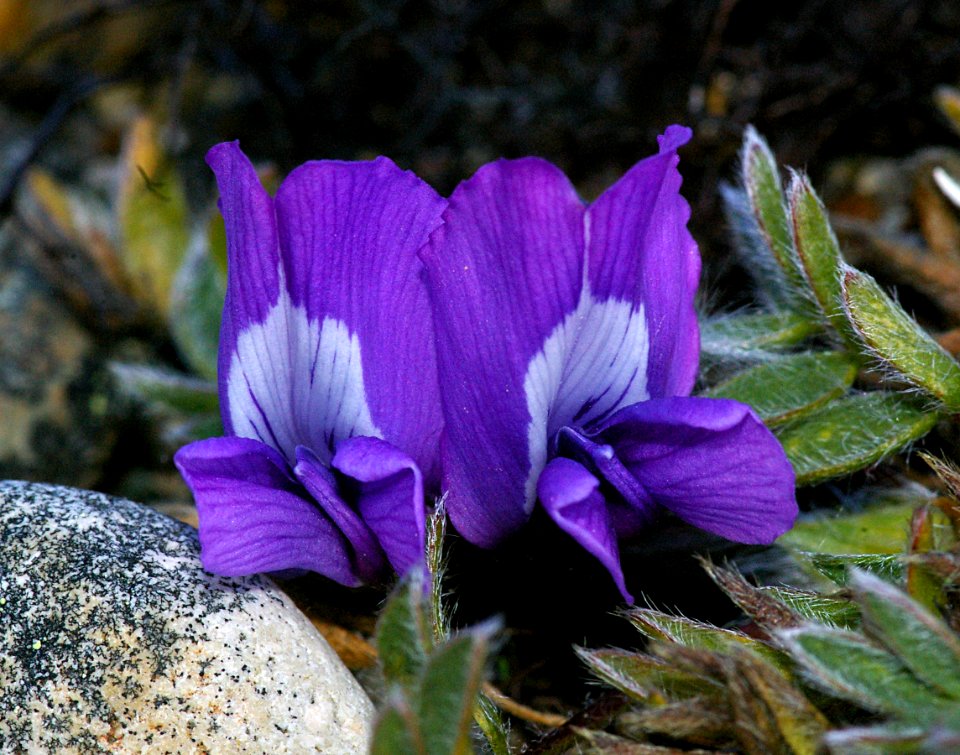 LATE SUMMER FLOWER