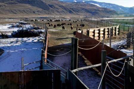 2 of 35 Opening the gates prior to moving animals into sorting corrals 3108 photo