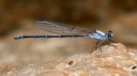 DANCER, POWDERED (Argia moesta) (10-23-2020) san marcos river, caldwell co, tx-04 male