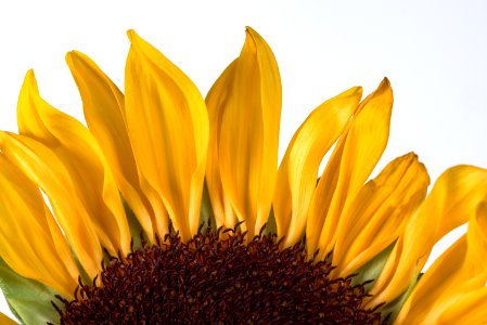 Sunflower Rising photo