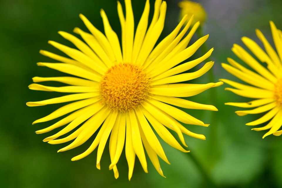 Plant blossom bloom