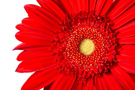 Gerbera Daisy photo