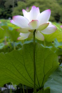 Flower artistic conception plant