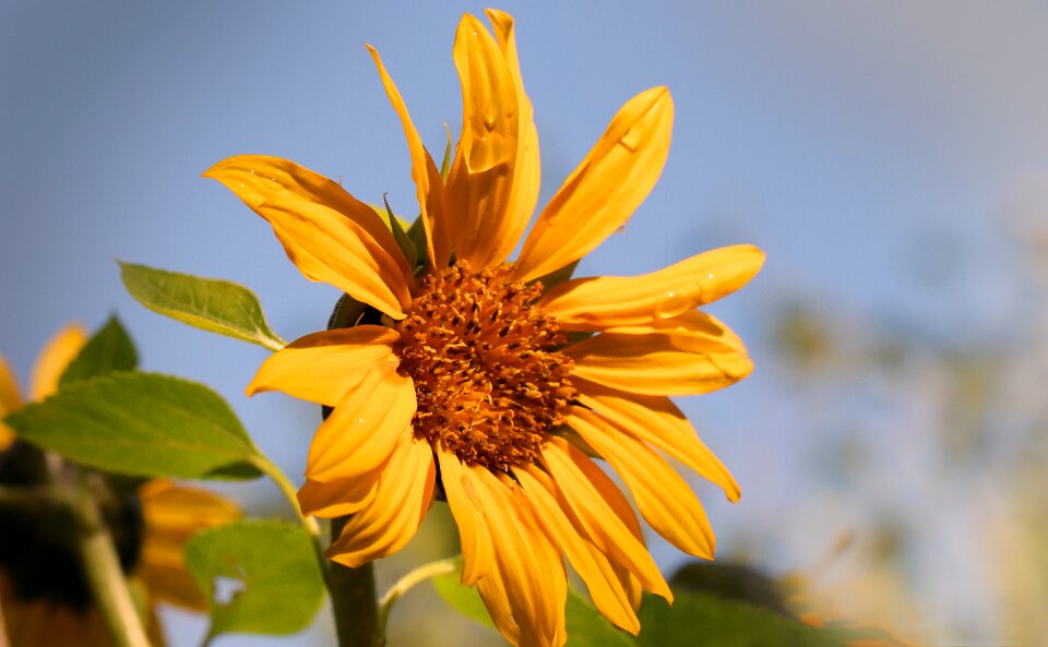 Flower yellow plant