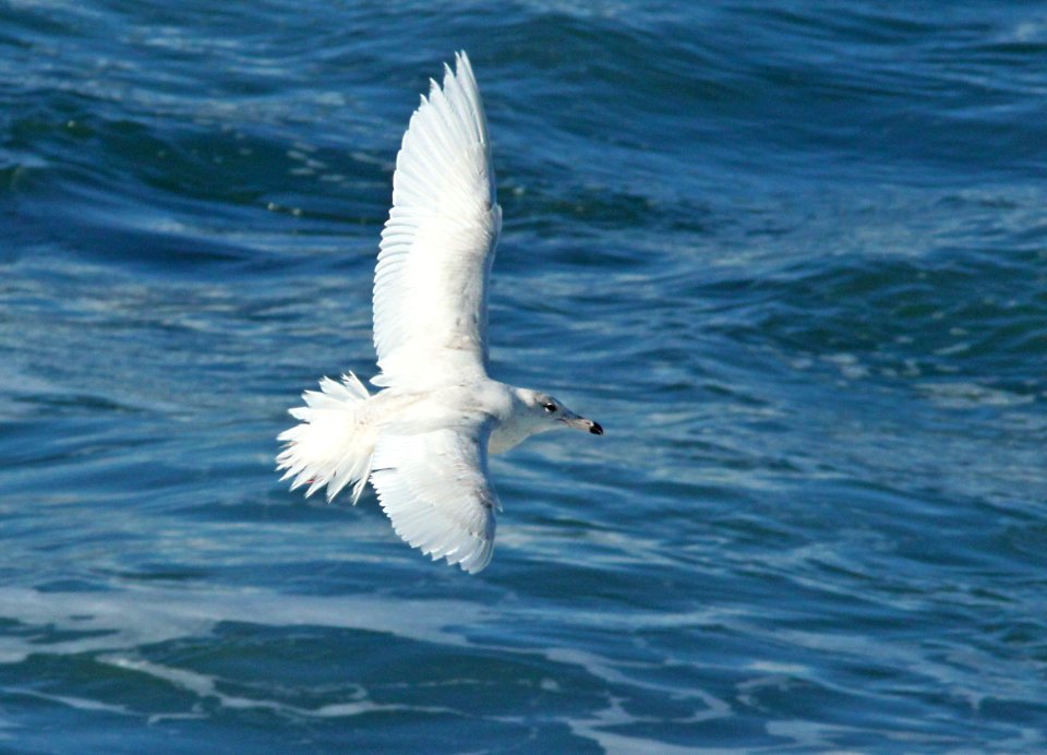GULL, GLAUCOUS (2-22-10) first winter, elephant seal area, slo co, ca -16
