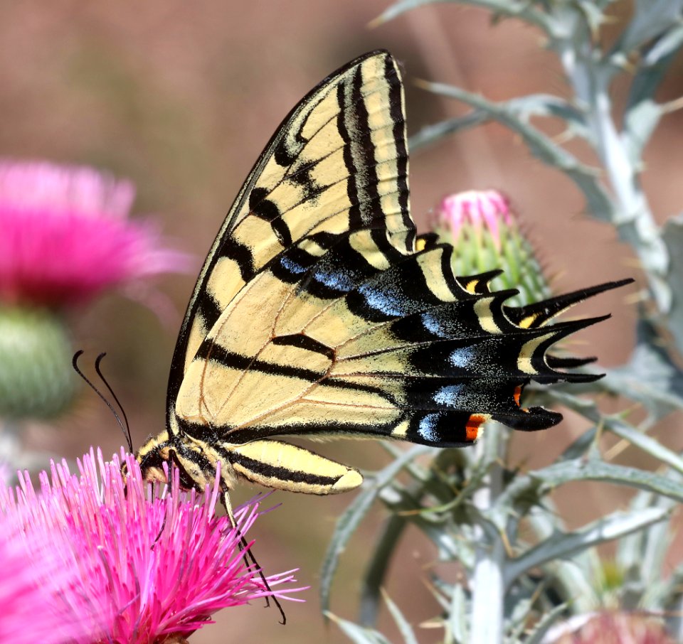 SWALLOWTAIL, TWO-TAILED (Papilio multicaudata) (7-8-2020) garden canyon, huachuca mts, cochise co, az -01