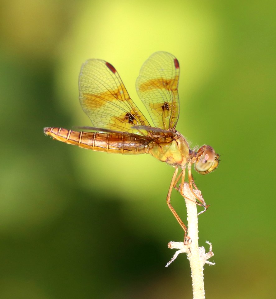 AMBERWING, MEXICAN (Perithemis intensa) (9-27-2020) pesqueira pit, santa cruz co, az -07 female