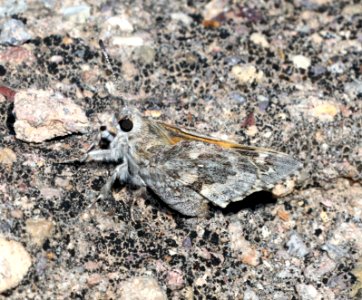 GIANT-SKIPPER, POLING'S (Agathymus polingi) (10-11-2020) road to sonoita creek natural area, santa cruz co, az -01