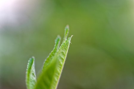Tip of Leaf