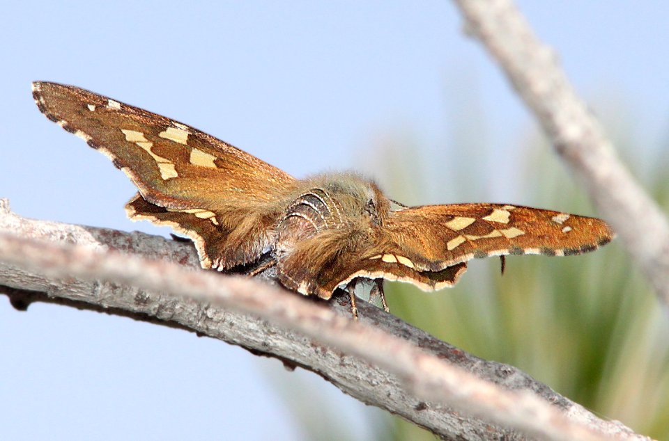 SKIPPER, SHORT-TAILED (Zestusa dorus) (4-4-12) red mountain, patagonia mts, scc, az -14