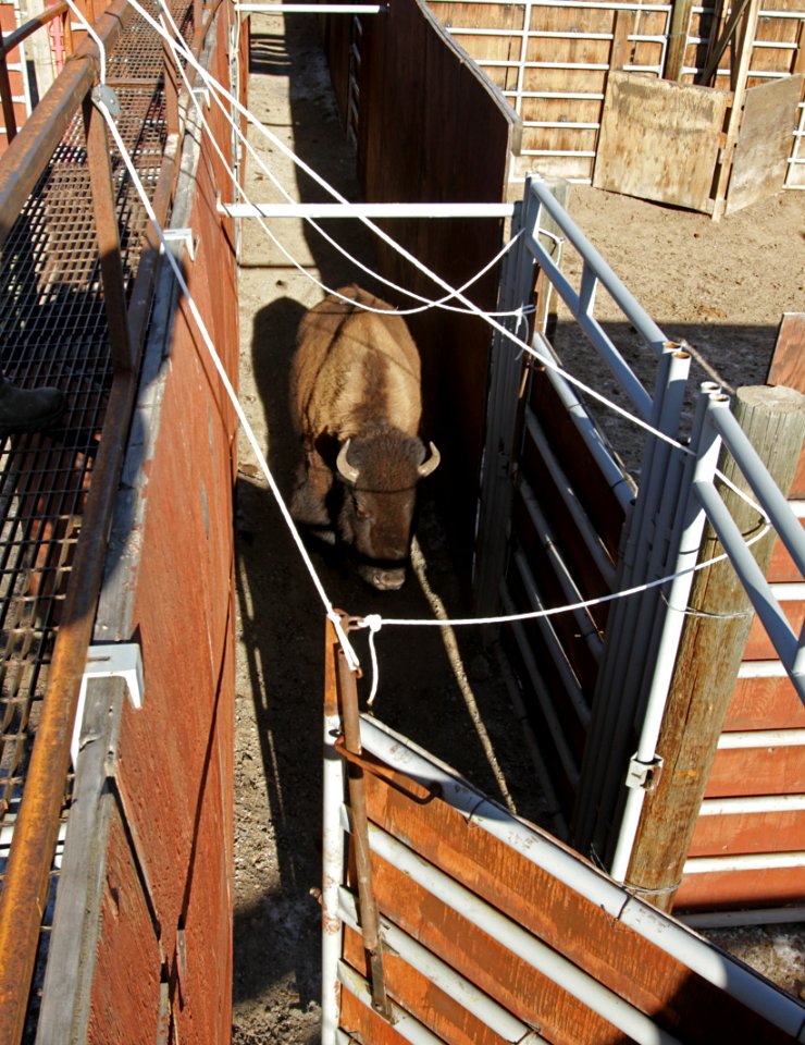 22 of 35 Bison are sorted by age and sex 3401