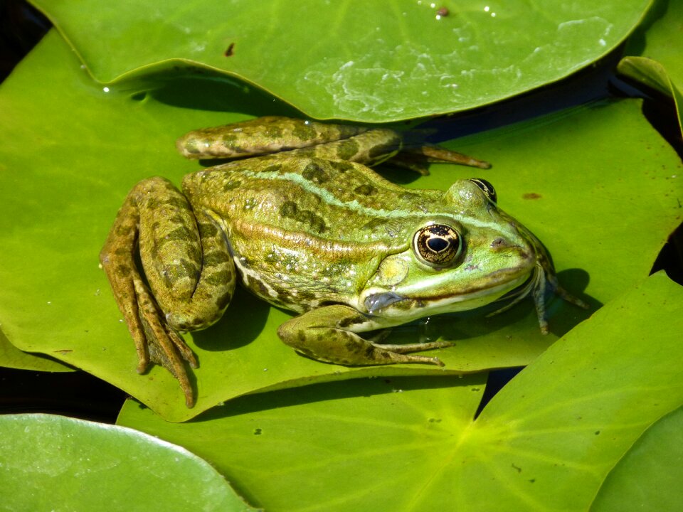 Leaf lily pad animal