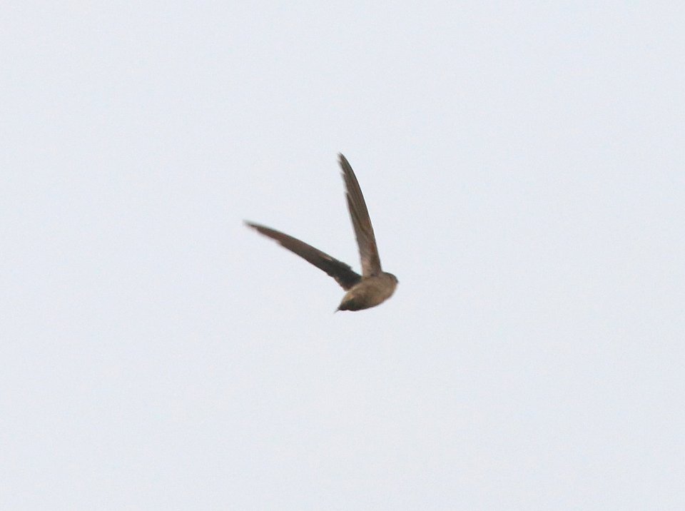 485 - VAUX'S SWIFT (9-13-2020) san rafael grasslands, santa cruz co, az -11