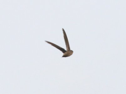 485 - VAUX'S SWIFT (9-13-2020) san rafael grasslands, santa cruz co, az -11