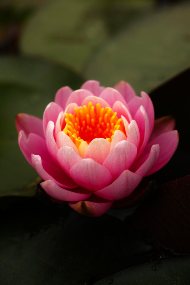 Pink flower shyness lake park