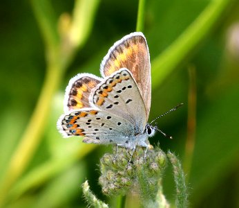 BLUE, MELISSA (Lycaeides melissa) (7-18-2020) 7800 ft, teton co, wy -01