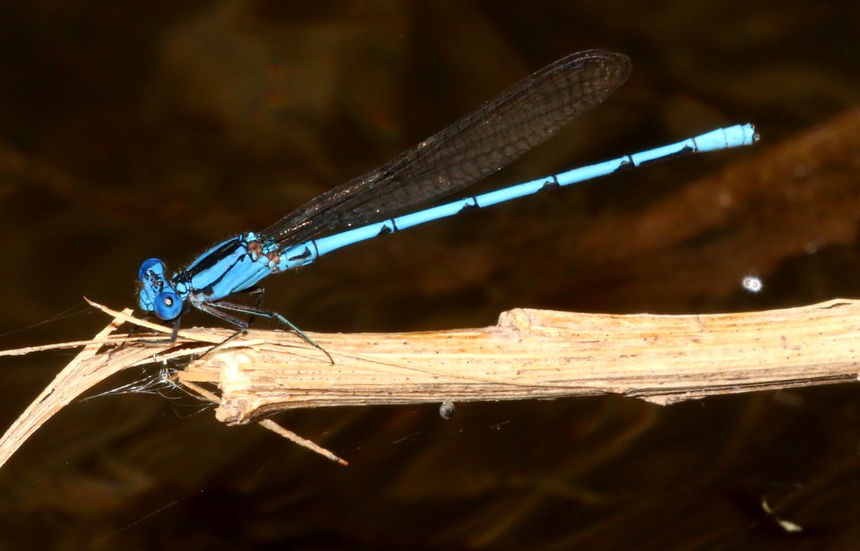DANCER, CERULEAN (Argia anceps) (10-4-2020) sonoita creek near patagonia lake, santa cruz co, az -01 male