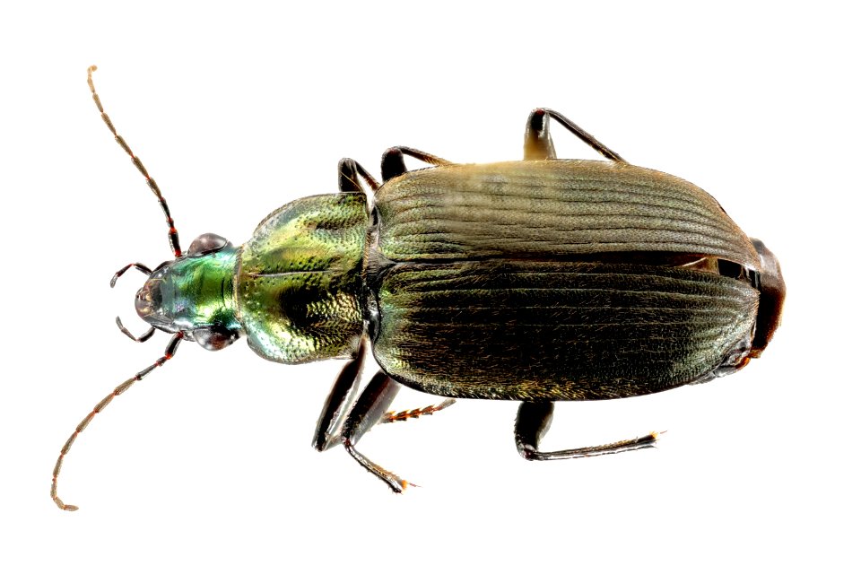 Chlaenis harpalinus (top view)