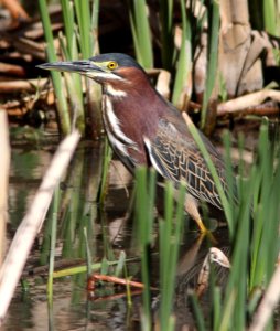 194 - GREEN HERON (4-2-13) patagonia lake, scc, az -02