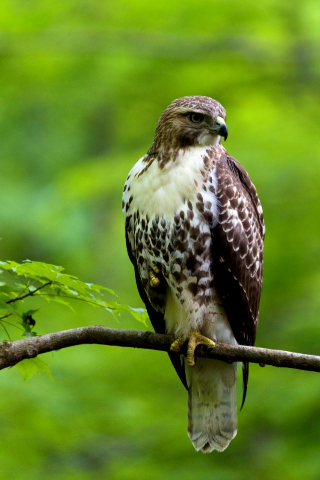 Cooper's Hawk
