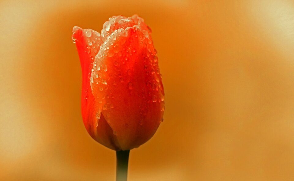 Morgentau drop of water close up