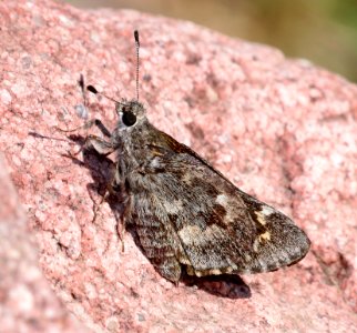 GIANT-SKIPPER, ARIZONA (Agathymus aryzna) (9-22-2020) bear canyon, west side huachuca mts, cochise co, az -01