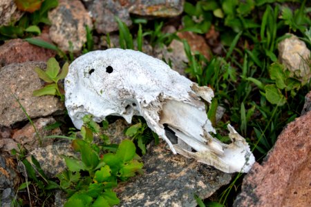 Elk skull with canine teeth puncture holes