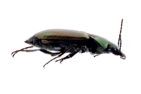 Carabid beetle with mites - Poecilus scitulus