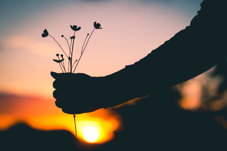 Flowers silhouette sunset