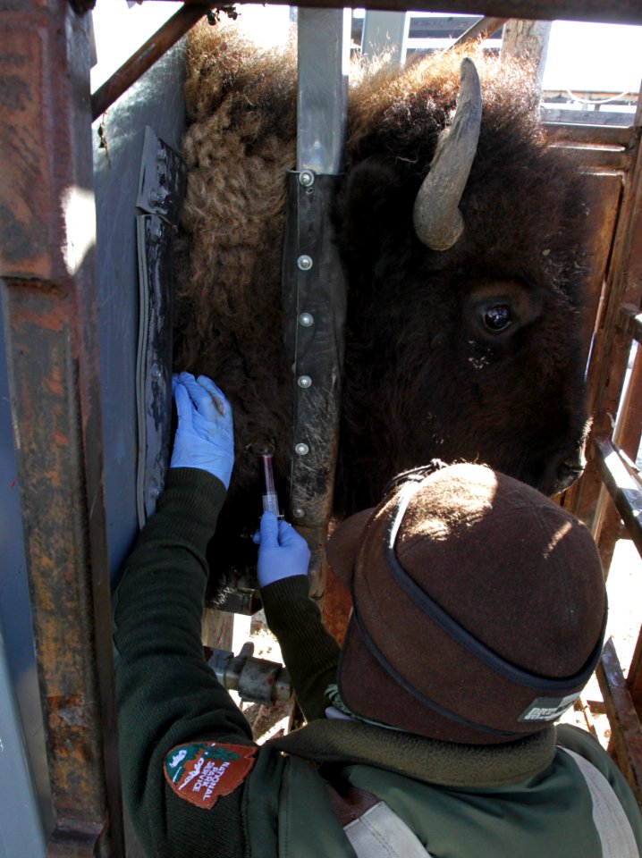 16 of 35 Drawing blood from bison in Stephens Creek bison pens 3590