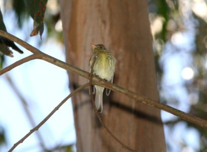 FLYCATCHER, PACIFIC-SLOPE (5-9-09) san simeon -3