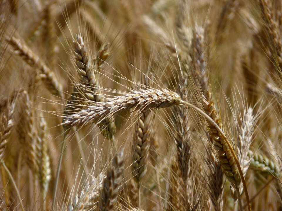 Cereals grain field