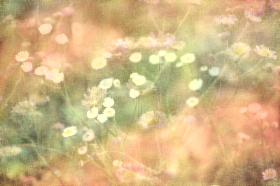 Little White Blooms