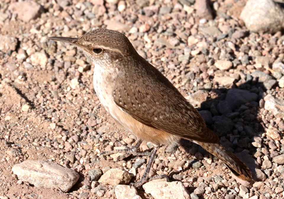 690 - ROCK WREN (1-15-2021) bill williams river nwr, la paz co, az -01