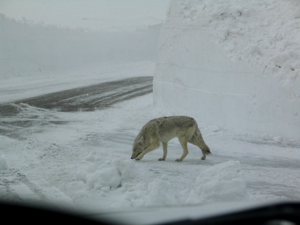 Coyote at Grizzly Overlook (1)