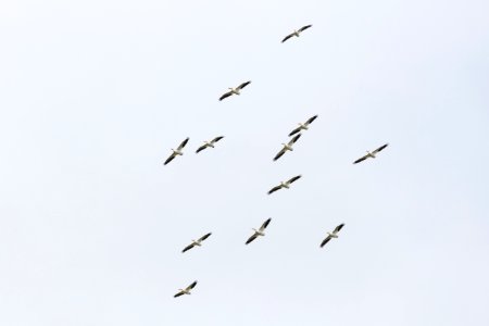 American white pelicans riding thermals