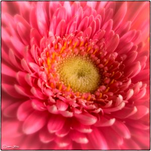 Gerbera Daisy photo