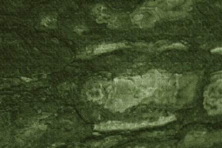 Free Texture - Tree Bark