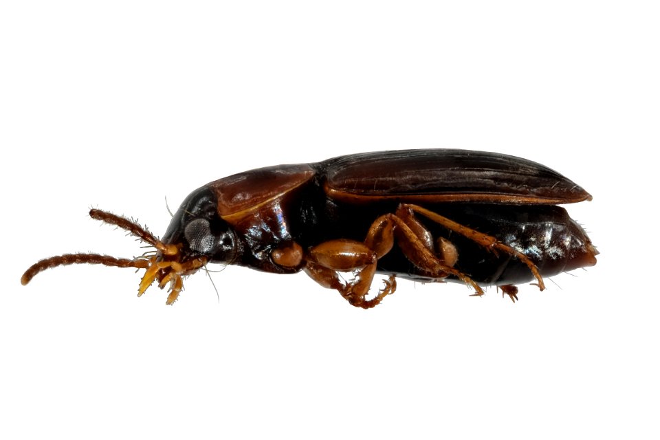 Stenolophus conjunctus (side view)