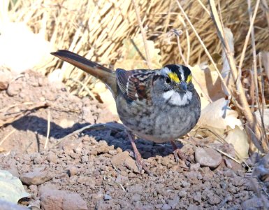 895 - WHITE-THROATED SPARROW (12-9-2020) San Pedro House, Cochise Co, AZ -02