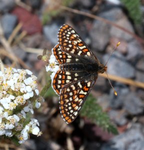 CHECKERSPOT, VARIABLE (Euphydryas chalcedona) (7-13-2020) 9172 ft, apache railroad multi-use trailhead, 16 miles west of eagar, apache co, az -01