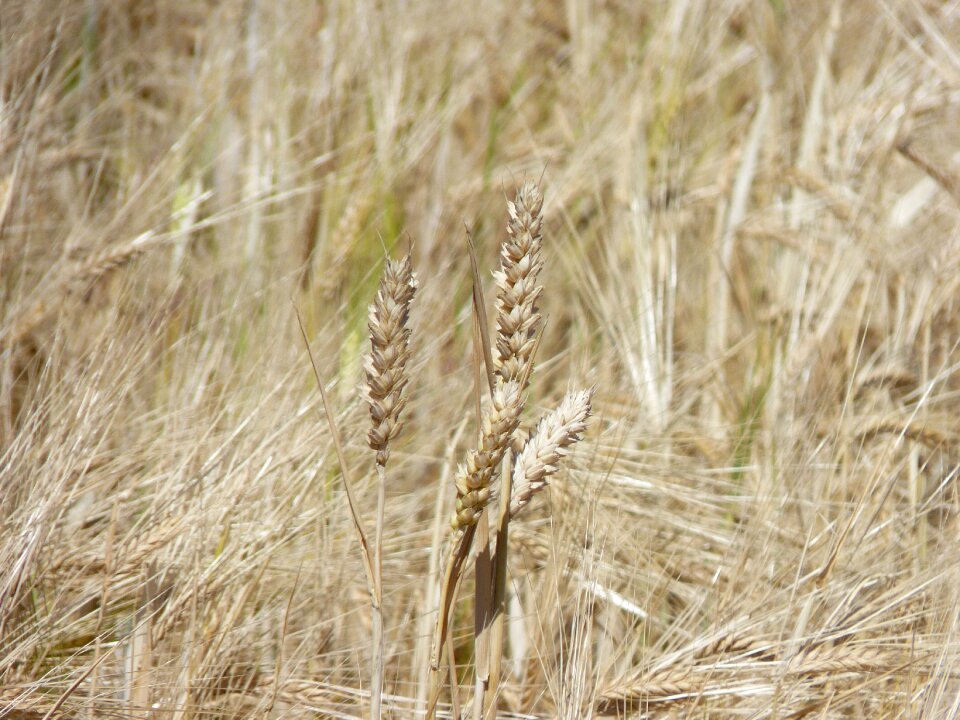 Grain field agriculture