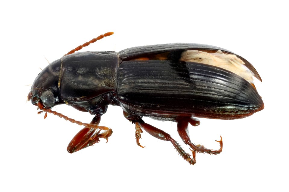 Amara apricaria (top view)