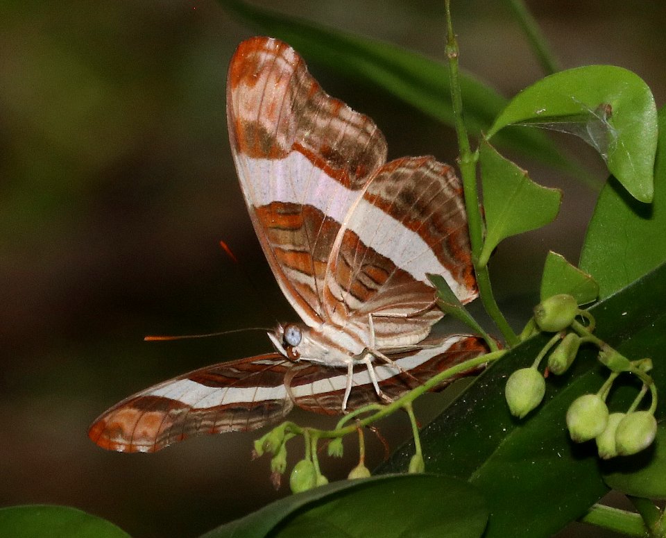 SISTER, BAND-CELLED (Adelpha fessonia) (10-27-2020) resaca de la palma, cameron co, tx -03