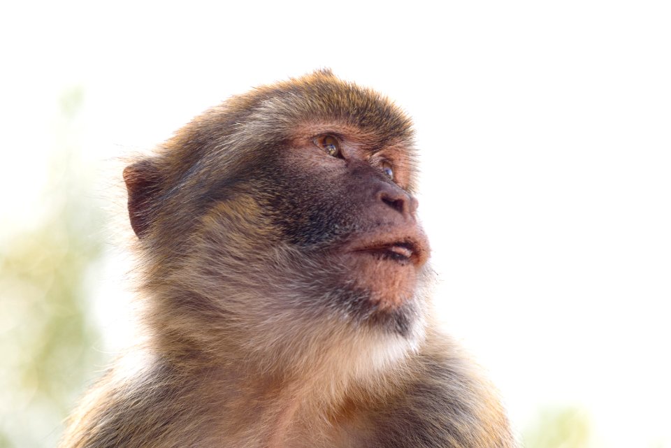Barbary Ape, Gibraltar