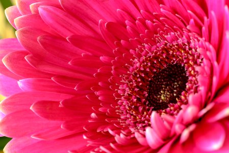 Gerbera Daisy photo