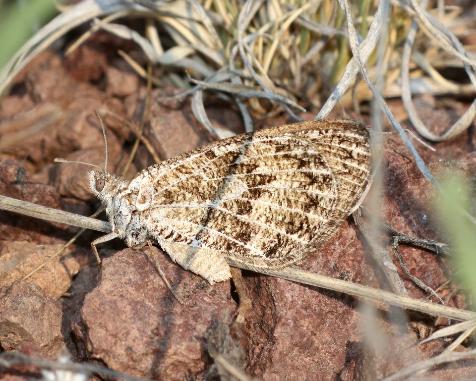 SATYR, RIDING'S (Oeneis ridingsii) (6-18-2020) luna lake, near alpine, apache co, az -10