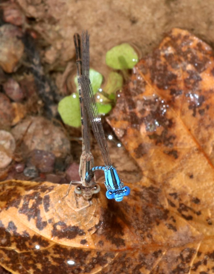 DANCER, AZTEC (Argia nahuana) (10-1-2020) bear creek, huachuca mts, cochise co, az -03 in dandem ovipositing