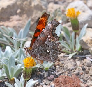 COMMA, HOARY (Polygonia gracilis) (7-26-2020) 8000 ft, crater lake drive, klamath co, or -02