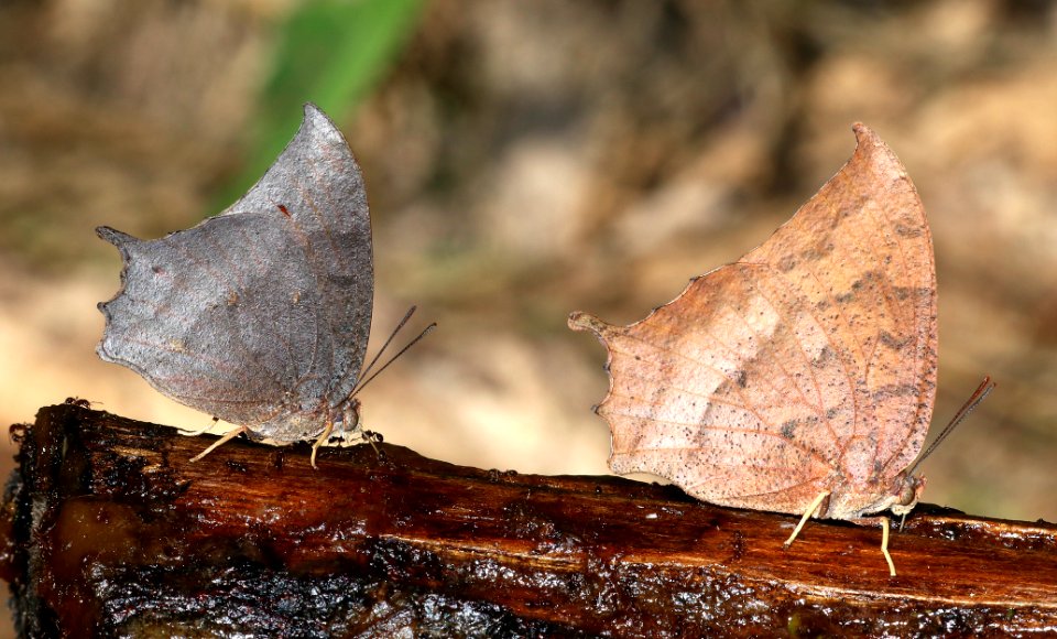 LEAFWING, TROPICAL (Anaea aidea) (10-30-2020) the butterfly center, mission, hidalgo co, tx -03